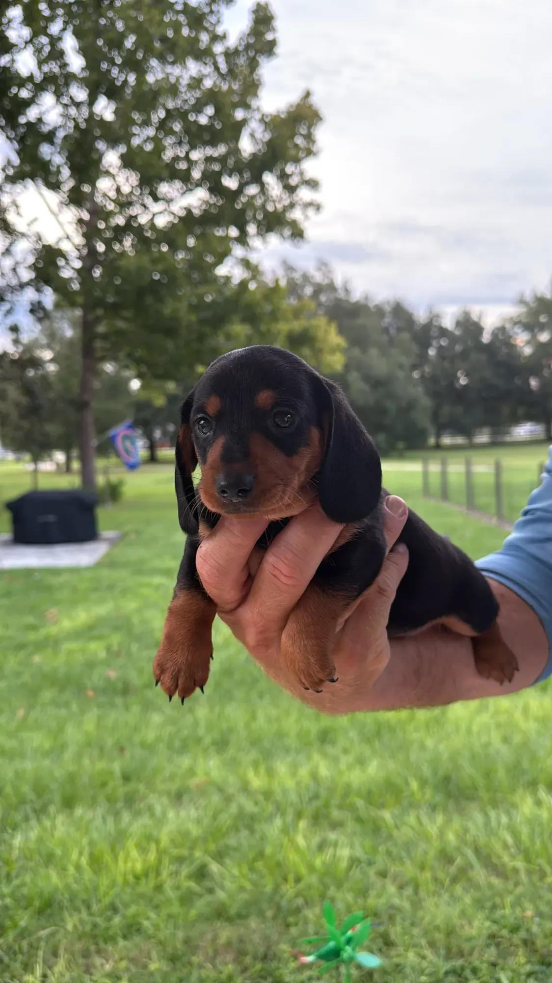 A Miniature Dachshund puppy held up in front of the pasture